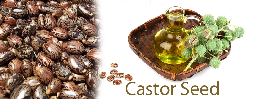 Castor Seed In East Godavari