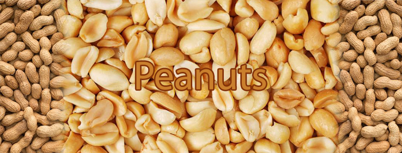 Peanut In Champawat